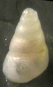 Odostomia